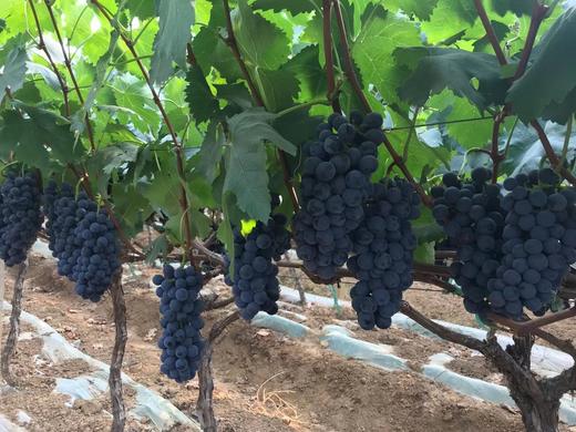 云南建水夏黑葡萄 商品图4