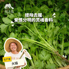 生态香菜 | 绿家自产*ecolaogical cilantro | Self-production 商品缩略图0