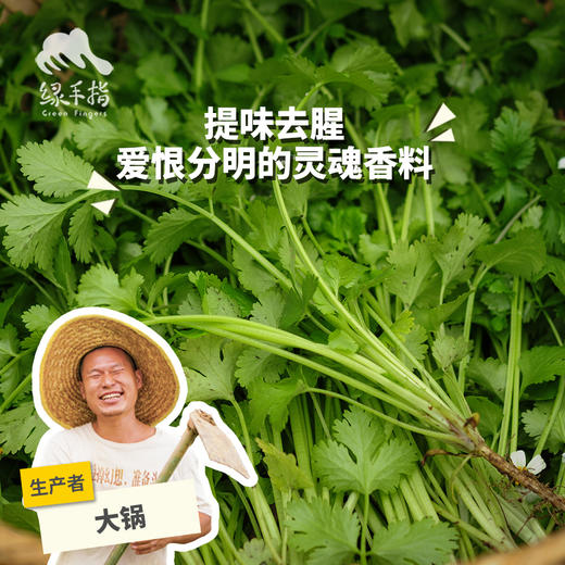 生态香菜 | 绿家自产*ecolaogical cilantro | Self-production 商品图0