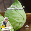 生态牛心甘蓝 | 绿家自产* Eco-Beef cabbage | In-House Production 商品缩略图0