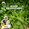 生态香菜 | 绿家自产*Ecolaogical Cilantro | In-House Production 商品缩略图0