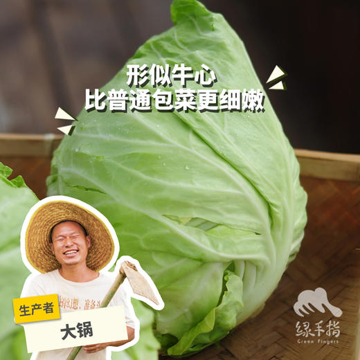 生态牛心甘蓝 | 绿家自产* Eco-Beef cabbage | Self-production 商品图0