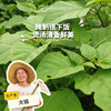 生态白花菜 | 绿家自产*ecological lettuce | Self-production 商品缩略图0