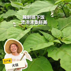 生态白花菜 | 绿家自产*ecological lettuce | Self-production