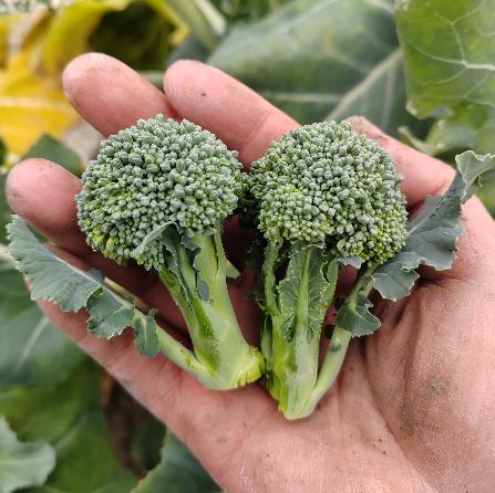生态花椰菜（菜花）/迷你西蓝花（安徽，京东特快）| 合作生产*Ecological  cauliflower or broccoli| Coproduction 商品图2