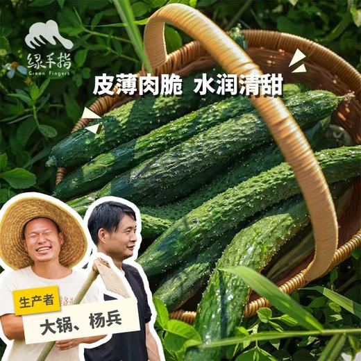 生态青瓜 | 绿家自产* Eco-cucumber | Self-production 商品图0