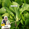 生态水东芥 | 绿家自产 * Eco-mustard | In-House Production 商品缩略图0