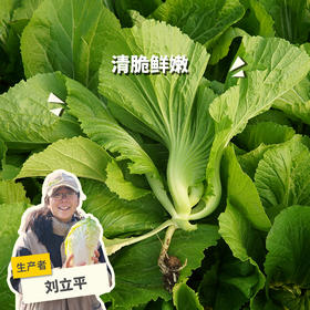 生态水东芥 | 绿家自产 * Eco-mustard | In-House Production