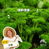生态欧芹 | 绿家自产* Ecological parsley  | Self-production 商品缩略图0