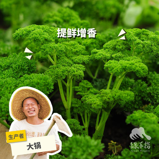 生态欧芹 | 绿家自产* Ecological parsley  | Self-production 商品图0