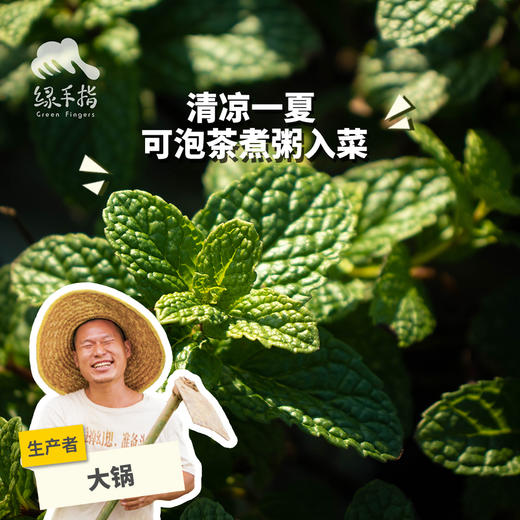 生态薄荷 | 绿家自产 * ecological mint | Self-production 商品图0