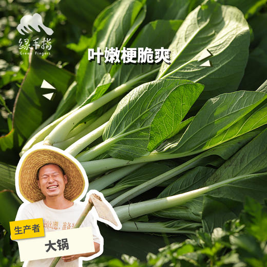 生态小白菜 | 绿家自产* ecological small Chinese cabbage | Self-production 商品图0