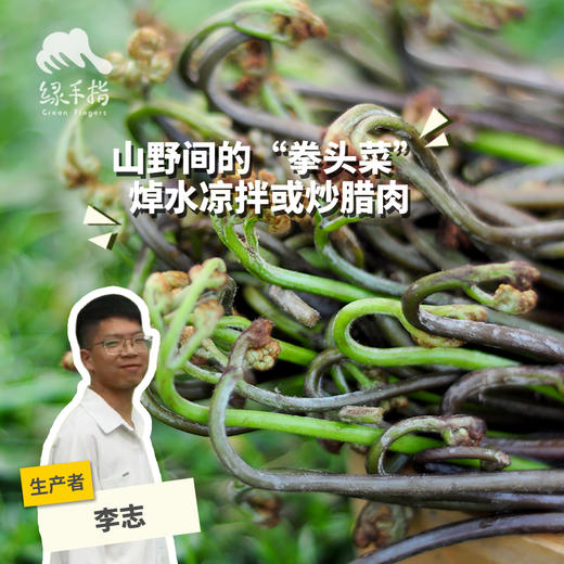 野生蕨菜| 绿家自产* Wild fiddlehead | Selfoduction 商品图0
