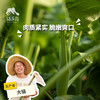 生态芥蓝 | 绿家自产* Ecological Cabbage mustard | Self-production 商品缩略图0