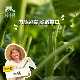 生态芥蓝 | 绿家自产* Ecological Cabbage mustard | Self-production
