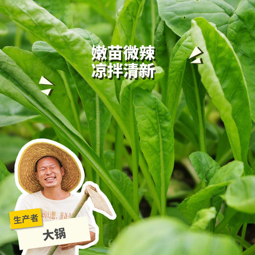 生态萝卜苗 | 绿家自产*Ecological turnip sprouts | Self-production 商品图0