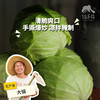 生态包菜 | 绿家自产*ecological cabbage | Self-production 商品缩略图0