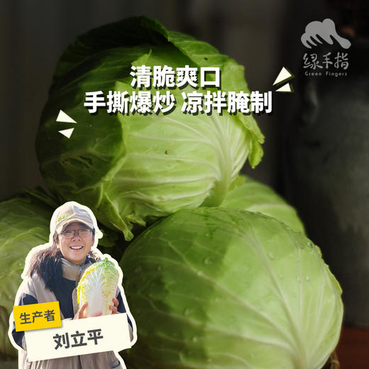 生态包菜 | 绿家自产*Ecological cabbage | In-House Production 商品图0