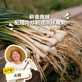 生态藠头 | 绿家自产* Eco-allium chinensis | Self-production