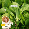 生态水东芥 | 绿家自产 * Eco-mustard | Self-production 商品缩略图0
