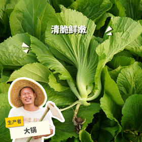 生态水东芥 | 绿家自产 * Eco-mustard | Self-production