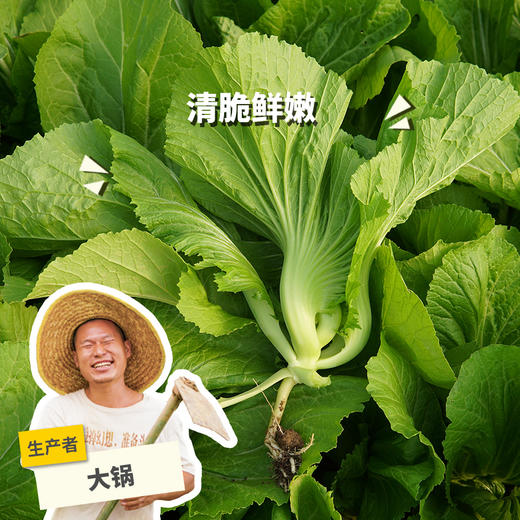 生态水东芥 | 绿家自产 * Eco-mustard | Self-production 商品图0