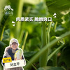 生态芥蓝（鸡腿芥蓝） | 绿家自产* Ecological Cabbage mustard | In-House Production 商品缩略图0