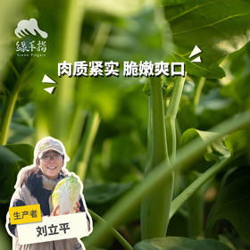 生态芥蓝（鸡腿芥蓝） | 绿家自产* Ecological Cabbage mustard | In-House Production