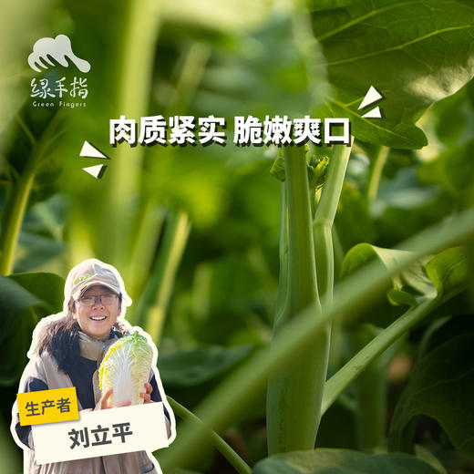 生态芥蓝（鸡腿芥蓝） | 绿家自产* Ecological Cabbage mustard | In-House Production 商品图0