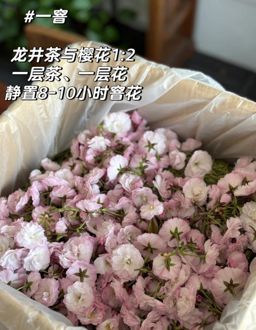 樱花+龙井 商品图2