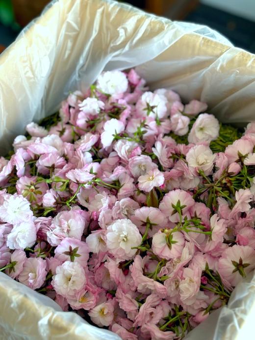 樱花+龙井 商品图6