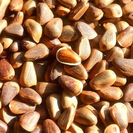 野生松子| 合作生产 *Wild pine nuts| Partner Production 商品图1