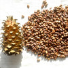 野生松子| 合作生产 *Wild pine nuts| Partner Production 商品缩略图3