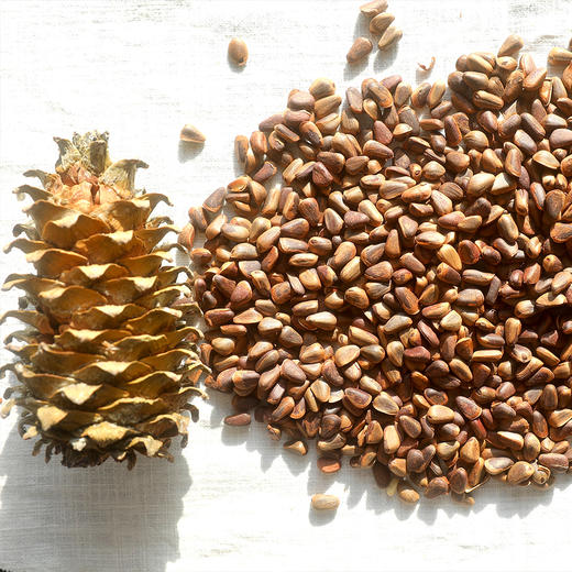 野生松子| 合作生产 *Wild pine nuts| Partner Production 商品图3
