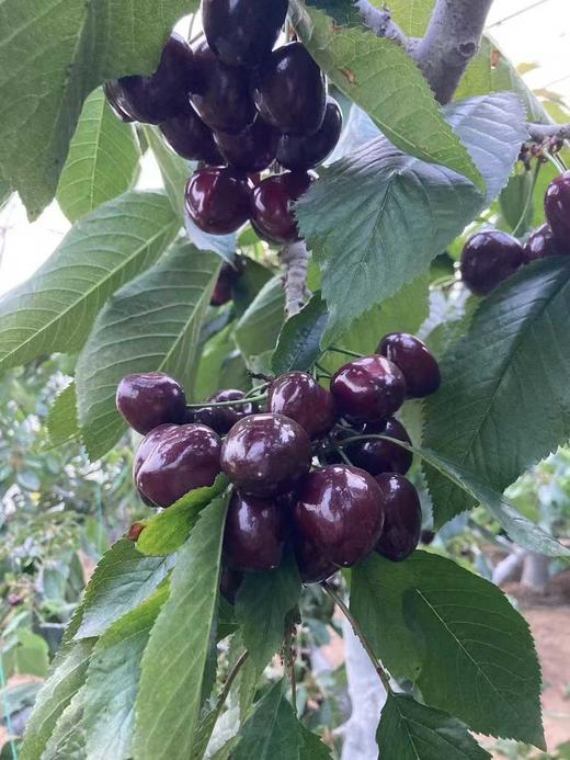 俄罗斯八号 商品图0