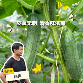 生态水果青瓜（一件包邮） | 绿家自产* ecological fruit cucumber | Self-production