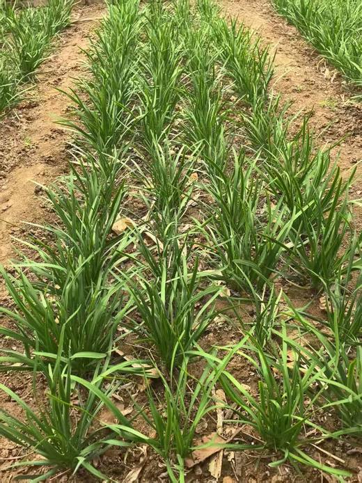 绿之盟凤凰香草花园韭菜 商品图0