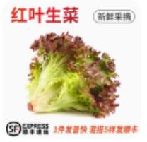 红叶生菜/1斤 商品图0