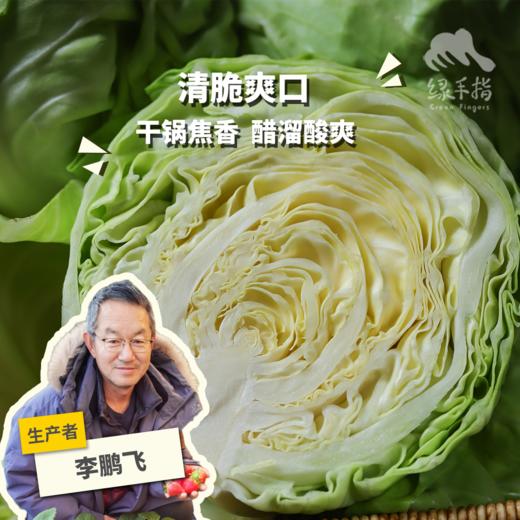 生态河北圆白菜（包菜） | 合作生产*Ecological Cabbage | Coproducted 商品图0