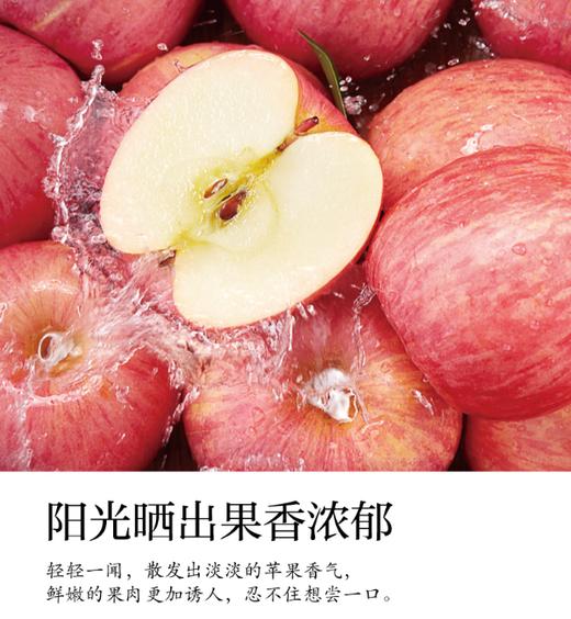 山东红富士苹果-脆甜多汁（中果75mm+）5斤/箱【BH】【OZR】 商品图2