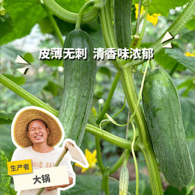 生态水果青瓜 | 绿家自产* ecological fruit cucumber | Self-production