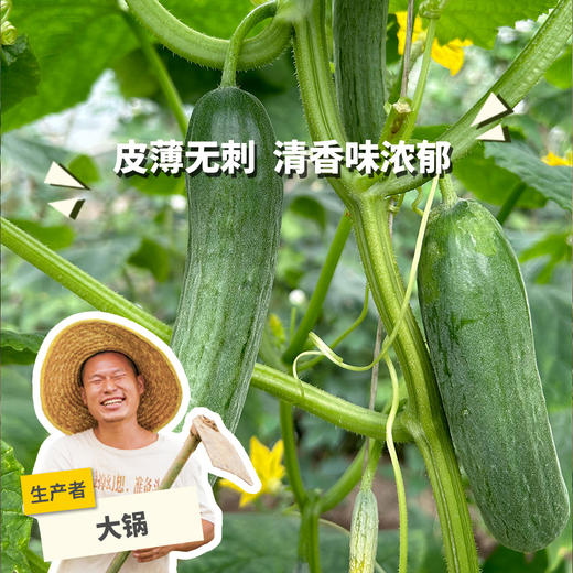 生态水果青瓜 | 绿家自产* ecological fruit cucumber | Self-production 商品图0