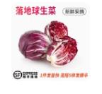 落地球生菜/1斤 商品图0