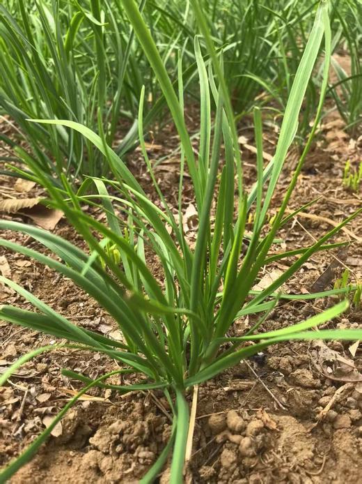 绿之盟凤凰香草花园韭菜 商品图3