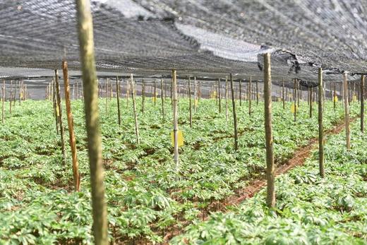 云南文山三七【打粉 切片需备注】 商品图4