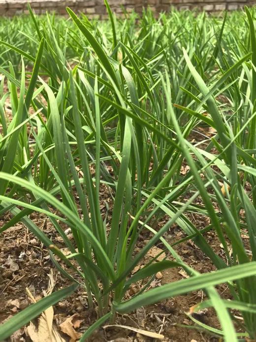 绿之盟凤凰香草花园韭菜 商品图2