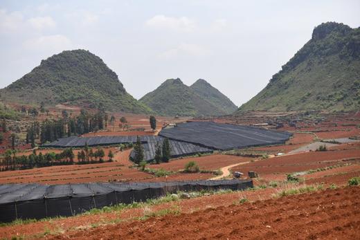 云南文山三七【打粉 切片需备注】 商品图5