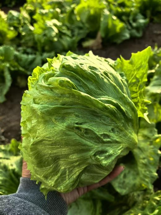 有机蔬菜包，水果甘蓝/圆生菜/大娃娃菜/莴笋 商品图3