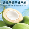 轻上 椰汁水245ml*10瓶 商品缩略图4