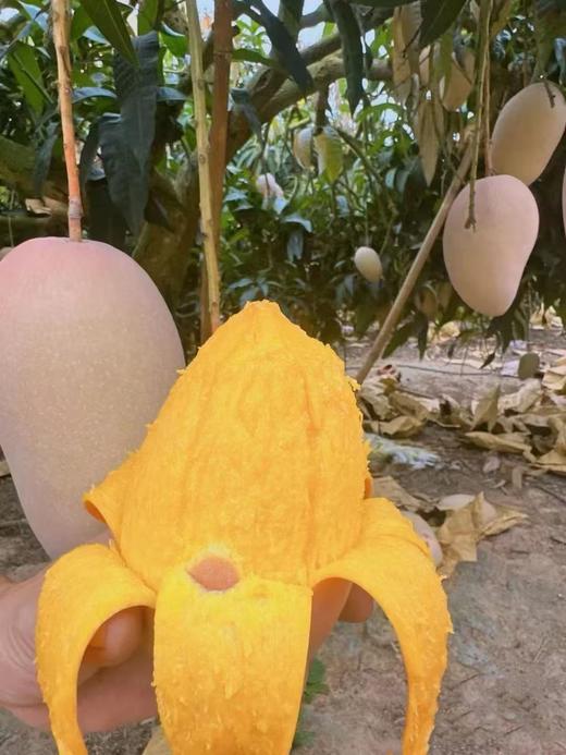 海南三亚红玉芒 商品图2